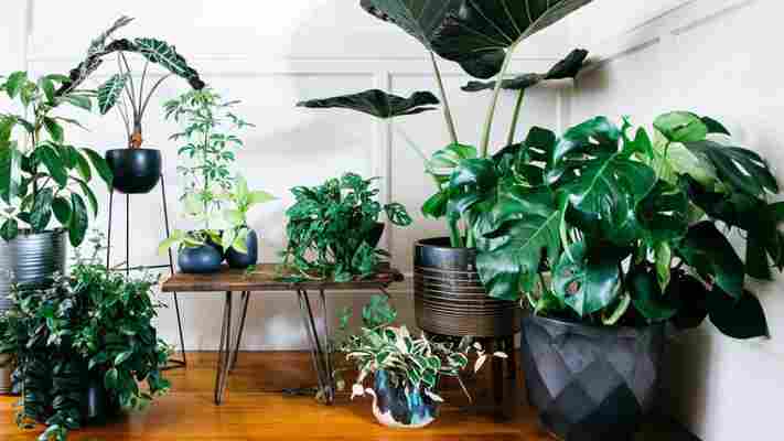 Las más populares y hermosas plantas tropicales para interiores